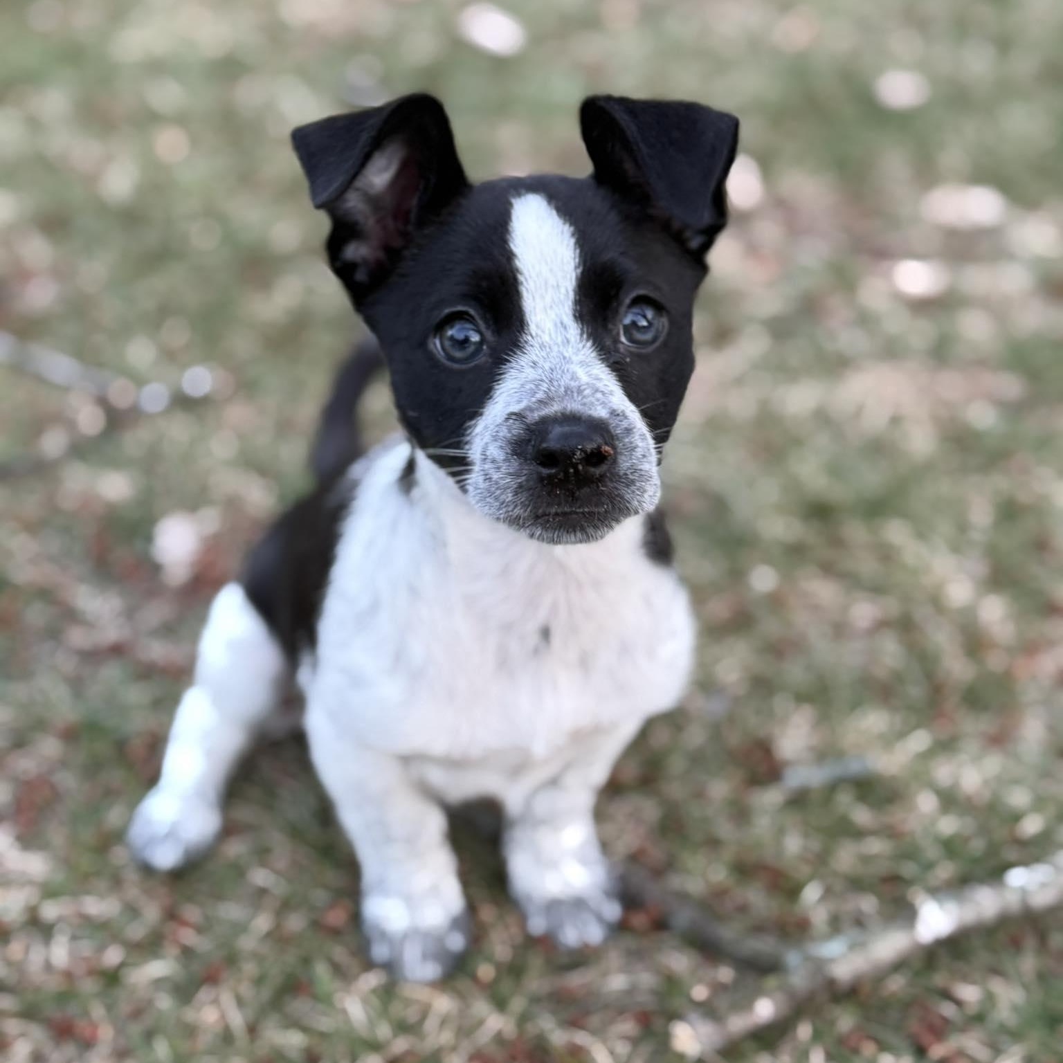 Enlarge Sarafina, an adoptable mixed breed in Minneapolis, MN image 5/6