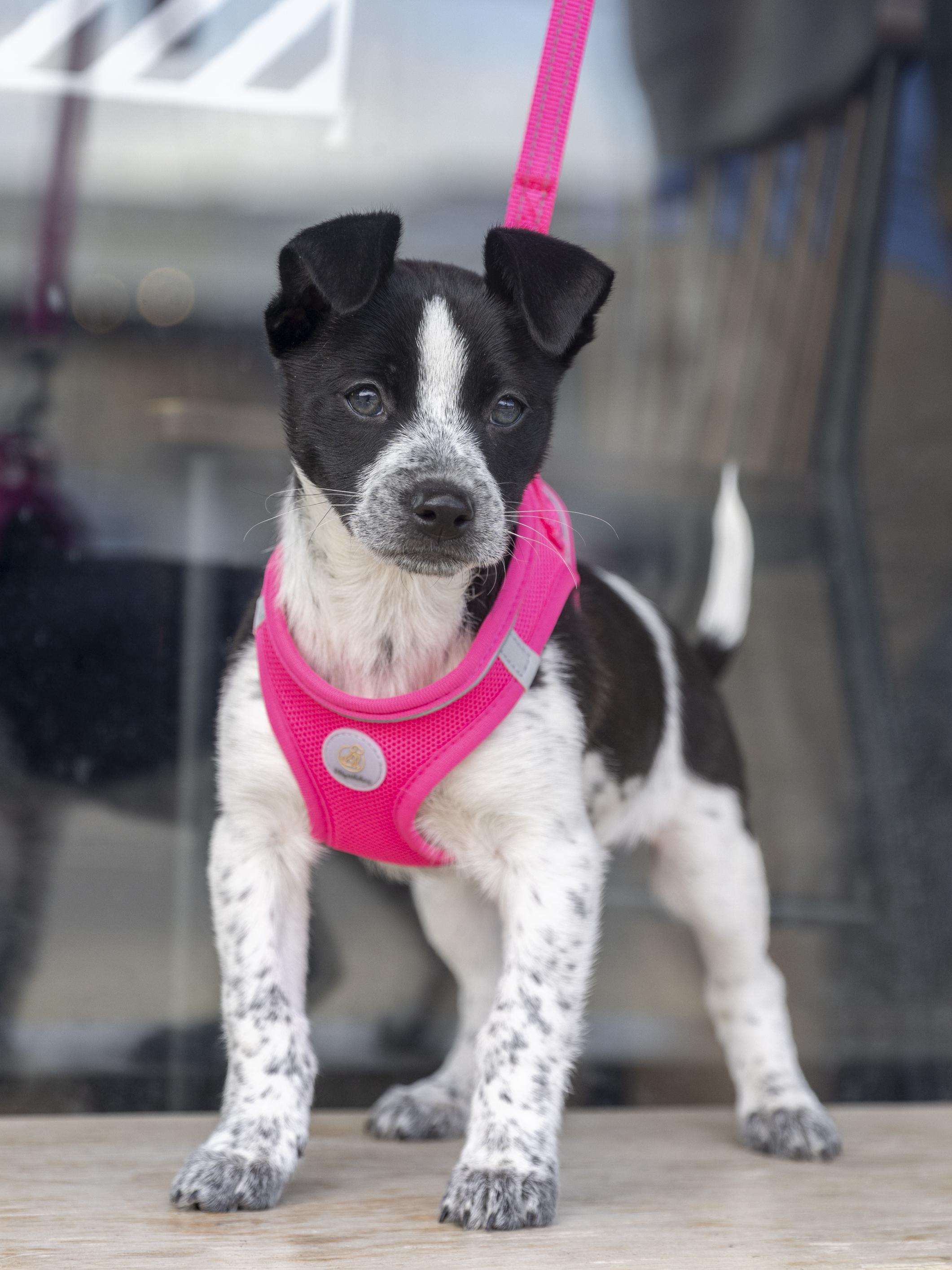 Enlarge Sarafina, an adoptable mixed breed in Minneapolis, MN image 3/6