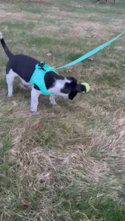 Enlarge Sarafina, an adoptable mixed breed in Minneapolis, MN video 6/6