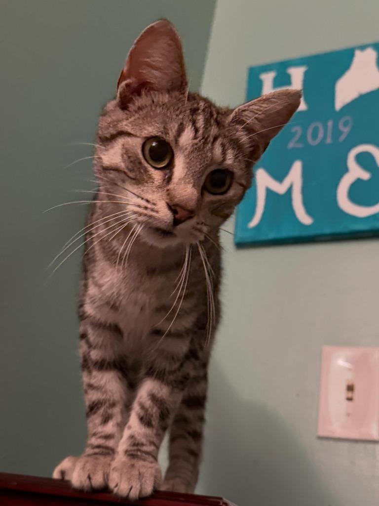 Racecar, a Adoptable Domestic Short Hair in Gorham, ME image 1/3