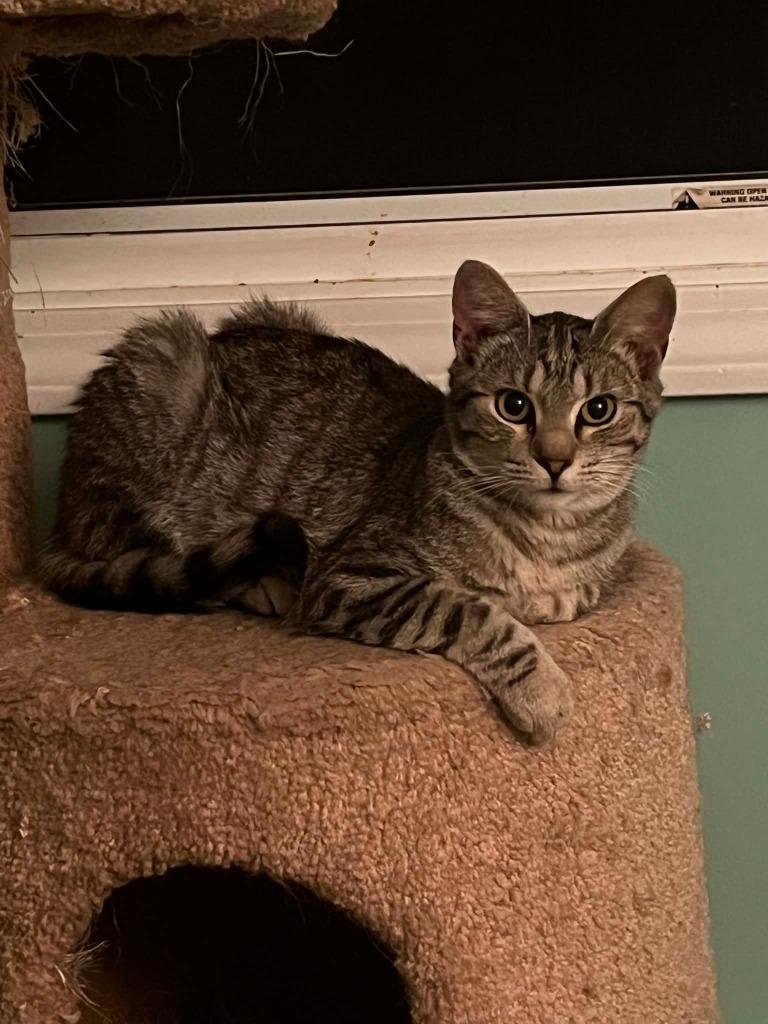 Racecar, Adoptable, Kitten Male Domestic Short Hair.