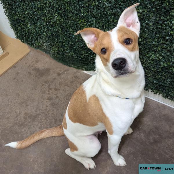 Enlarge Mya, a Adoptable mixed breed in Lexington, KY image 1/1