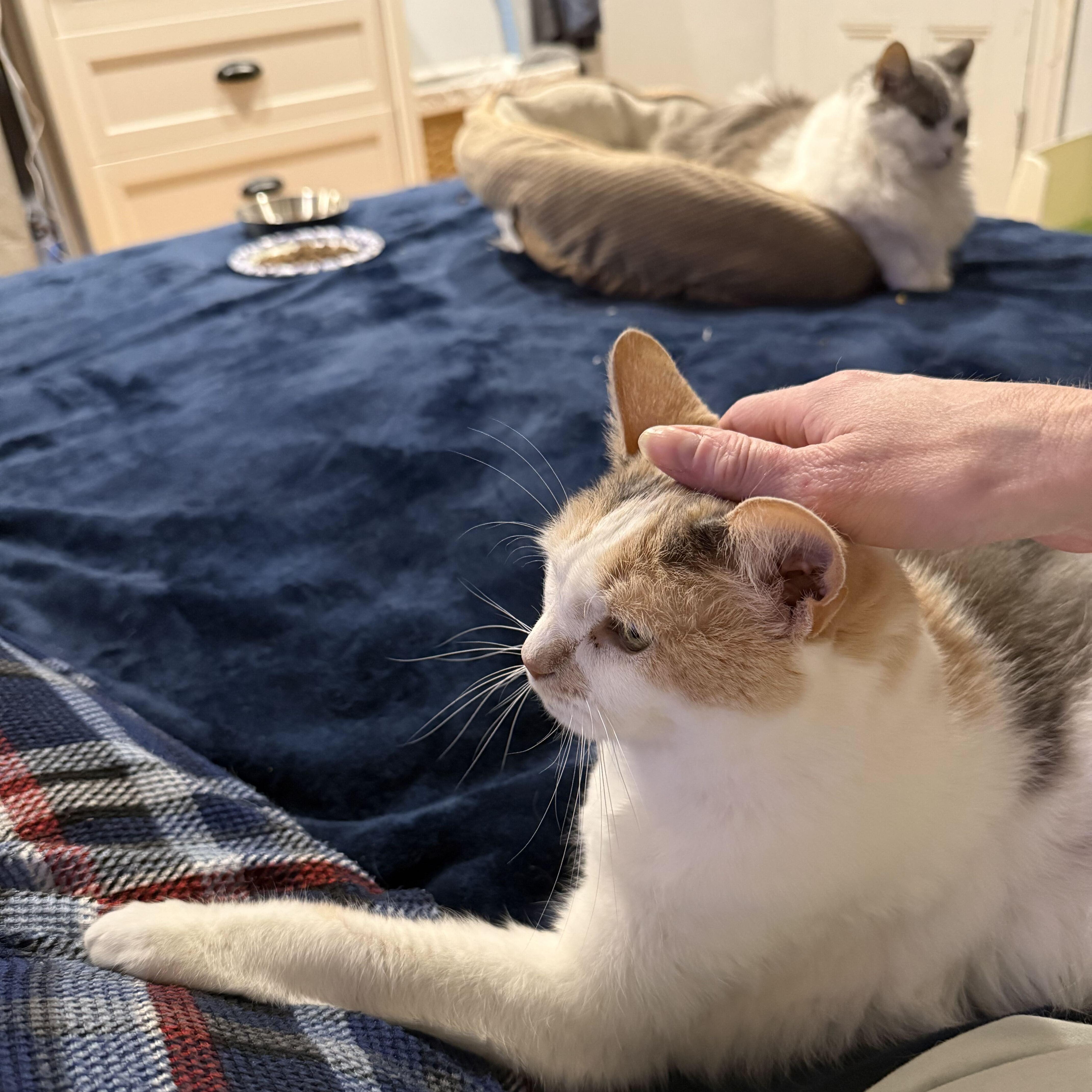 Enlarge Blossom & Josephine, a Adoptable Domestic Short Hair in Waltham, MA image 4/6