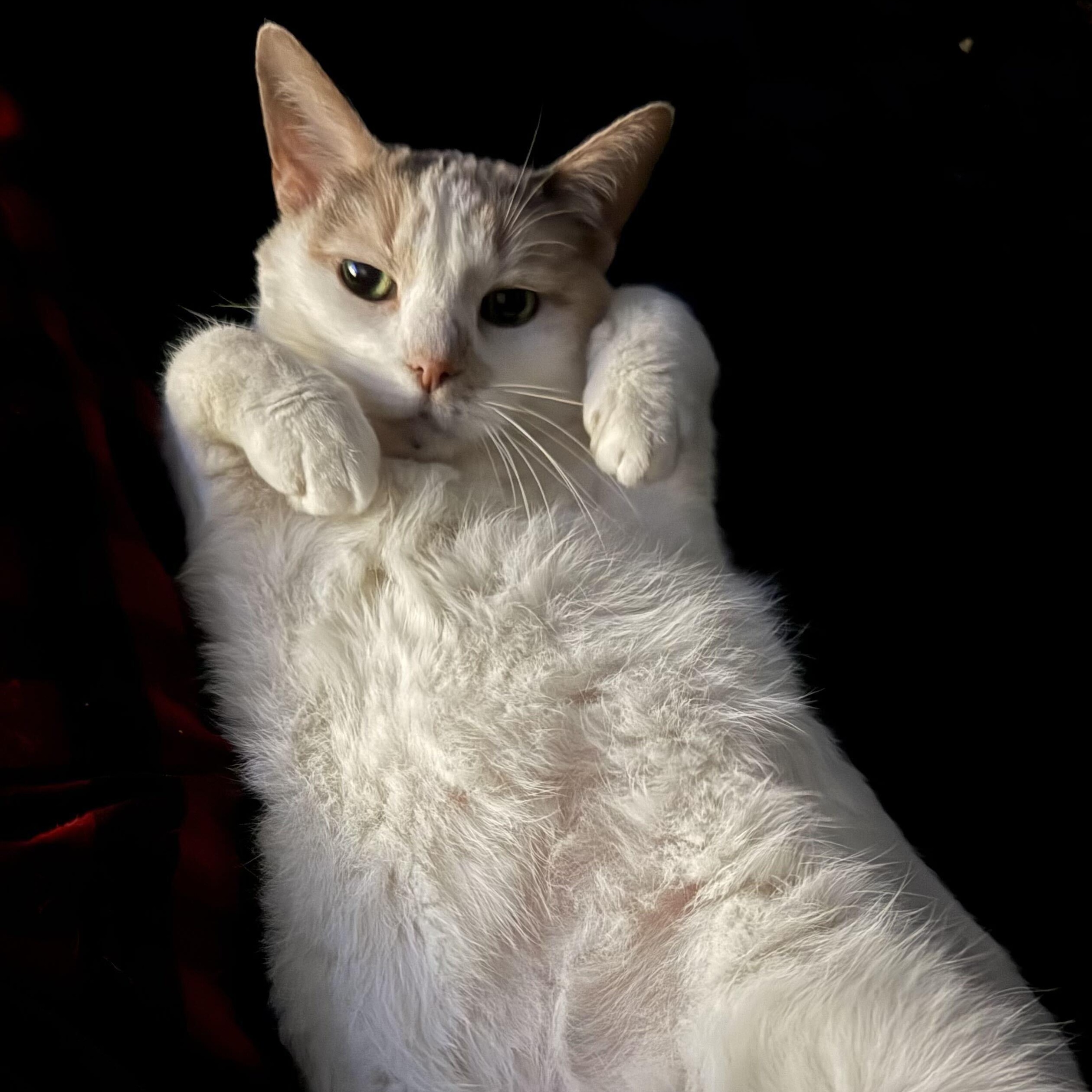 Enlarge Blossom & Josephine, a Adoptable Domestic Short Hair in Waltham, MA image 2/6