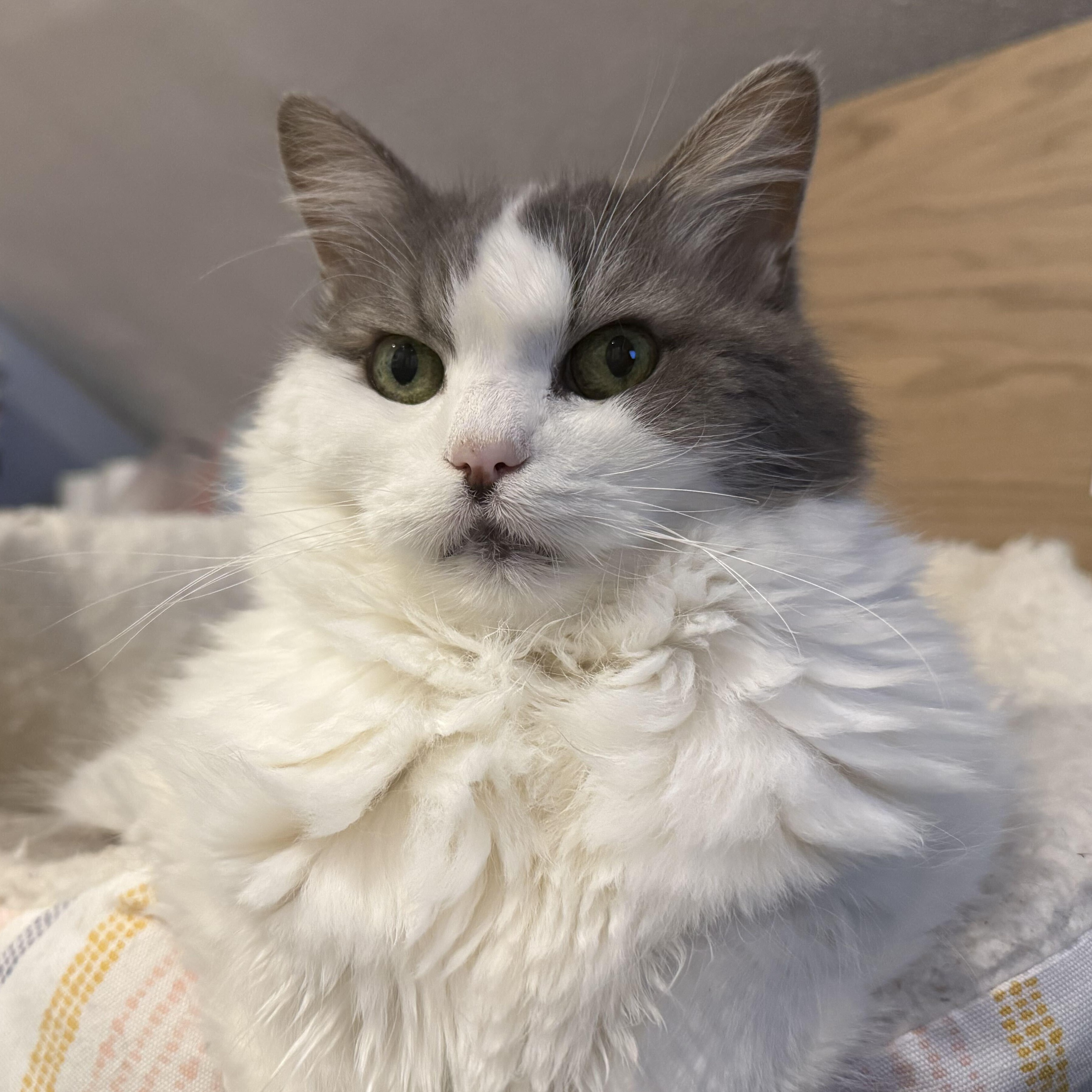 Enlarge Blossom & Josephine, a Adoptable Domestic Short Hair in Waltham, MA image 3/6
