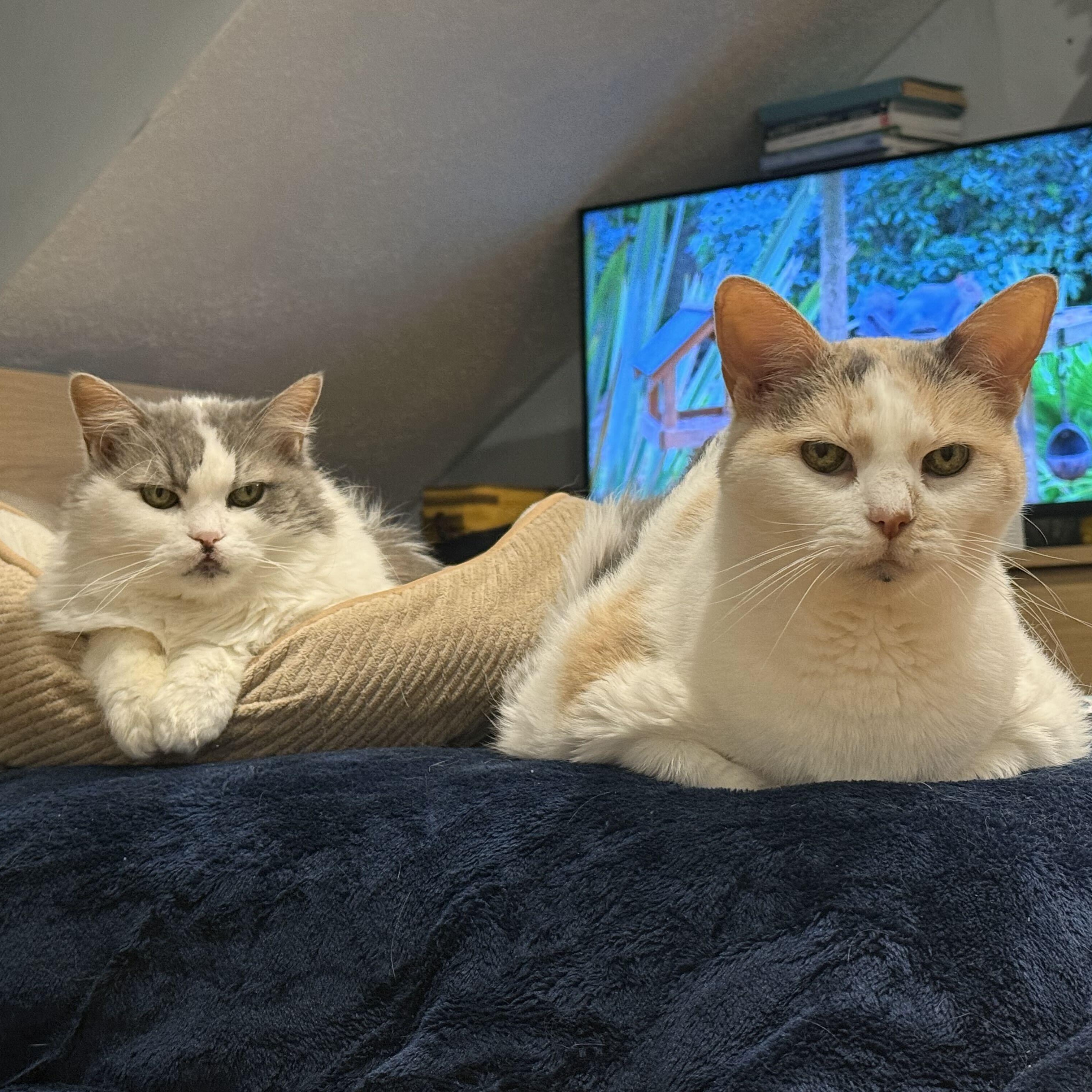 Blossom & Josephine, Adoptable, Senior Female Domestic Short Hair.