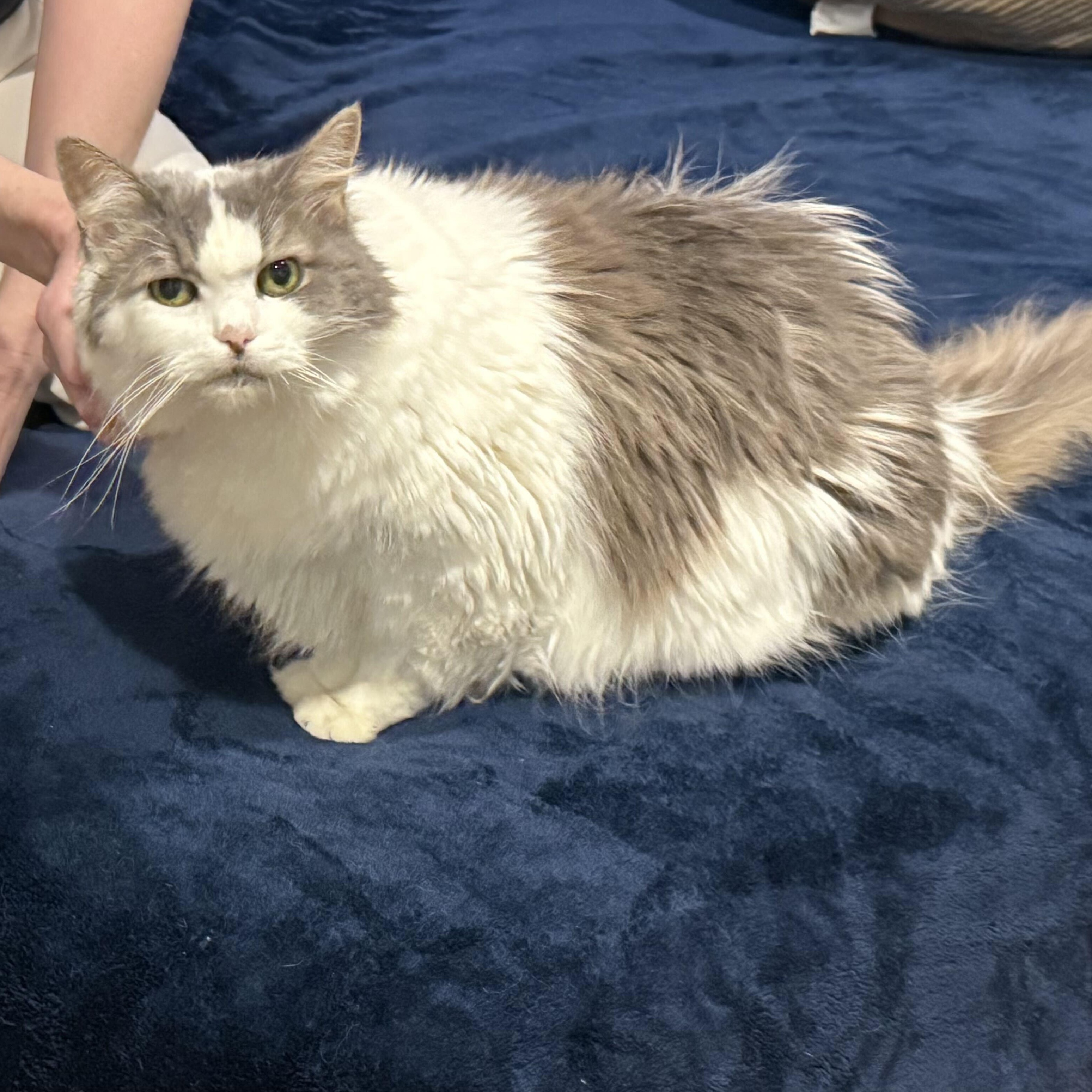 Enlarge Blossom & Josephine, a Adoptable Domestic Short Hair in Waltham, MA image 5/6