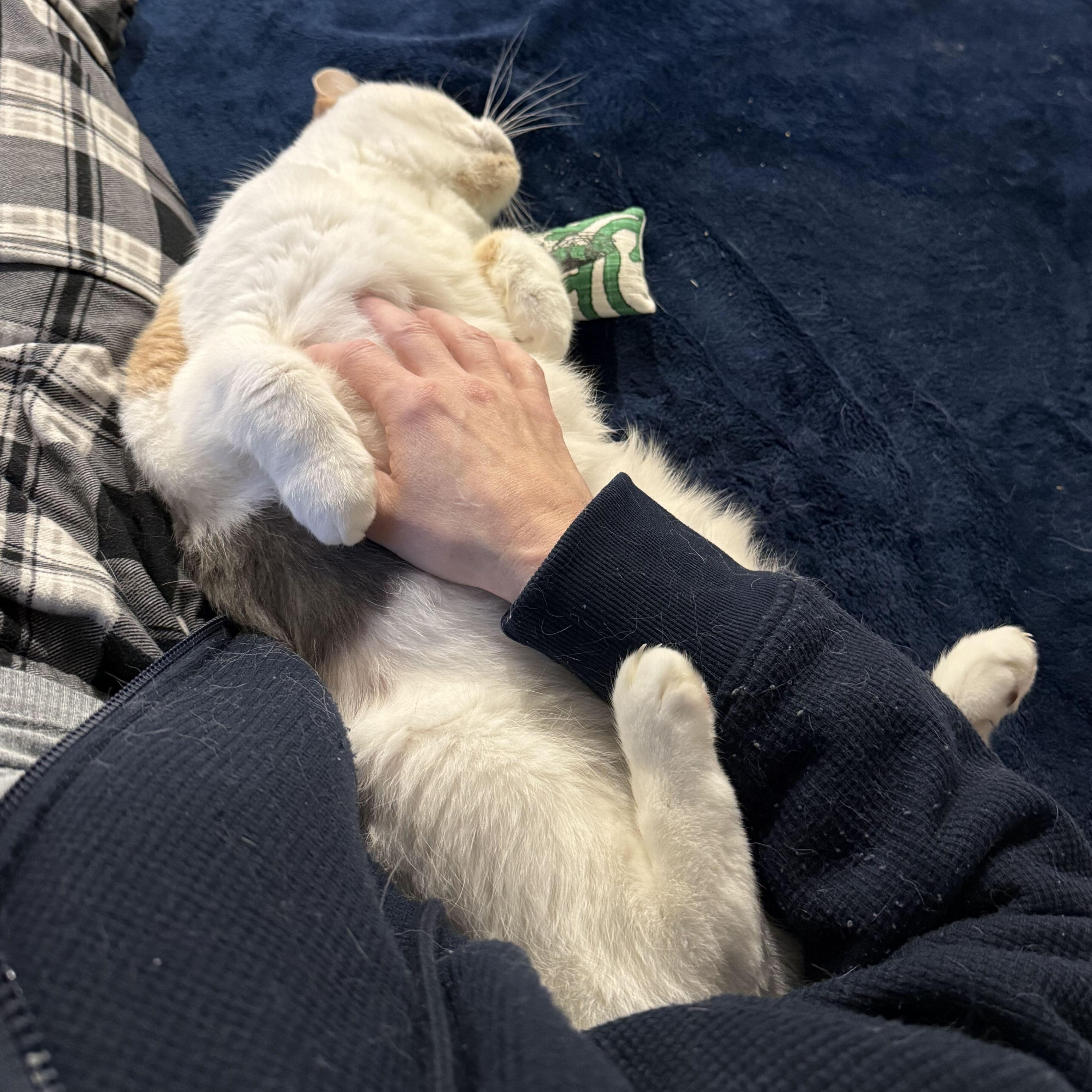 Enlarge Blossom & Josephine, a Adoptable Domestic Short Hair in Waltham, MA image 6/6
