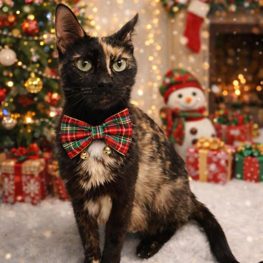 Merry, Adoptable, Adult Female Domestic Short Hair.