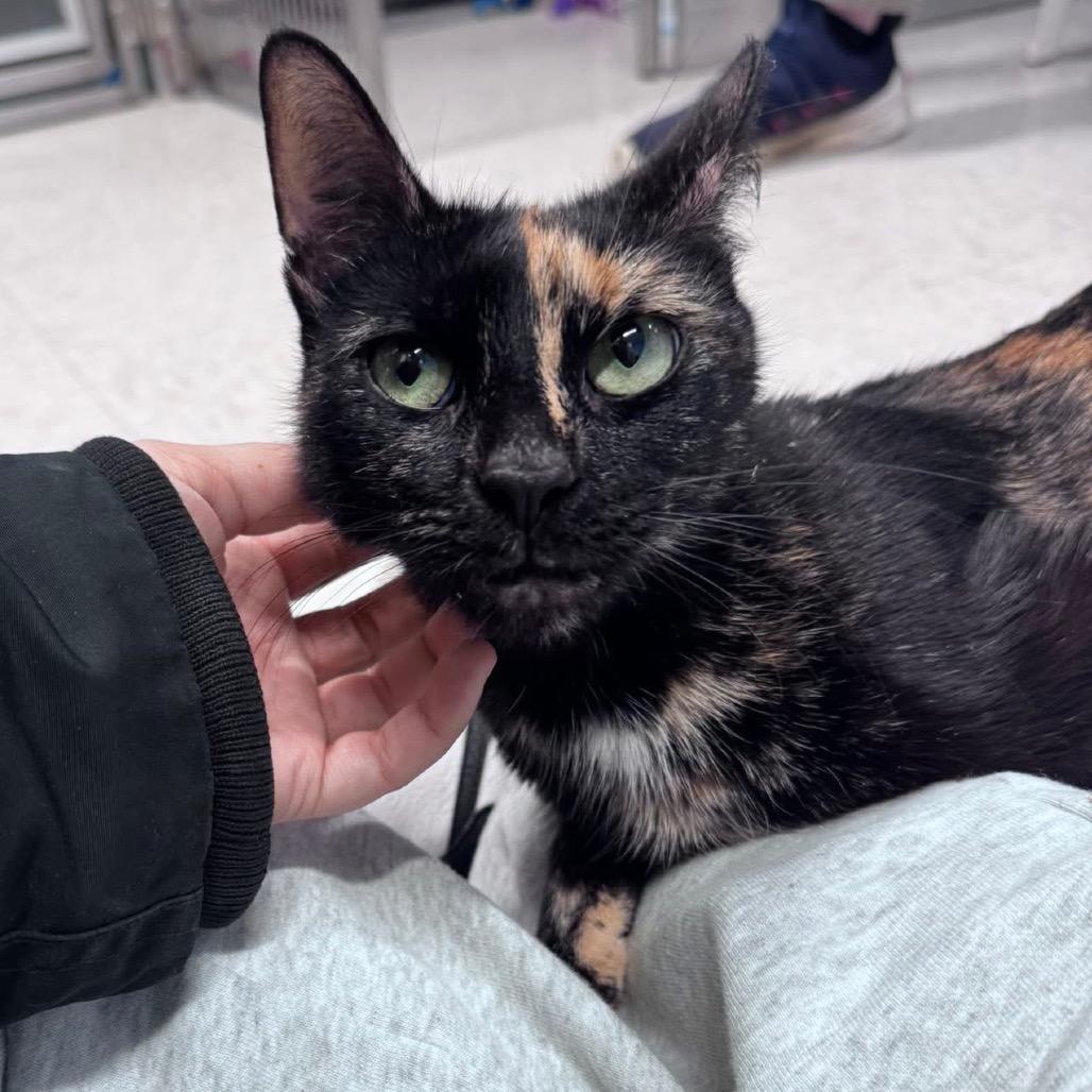 Enlarge Merry, a Adoptable mixed breed in Binghamton, NY image 3/4