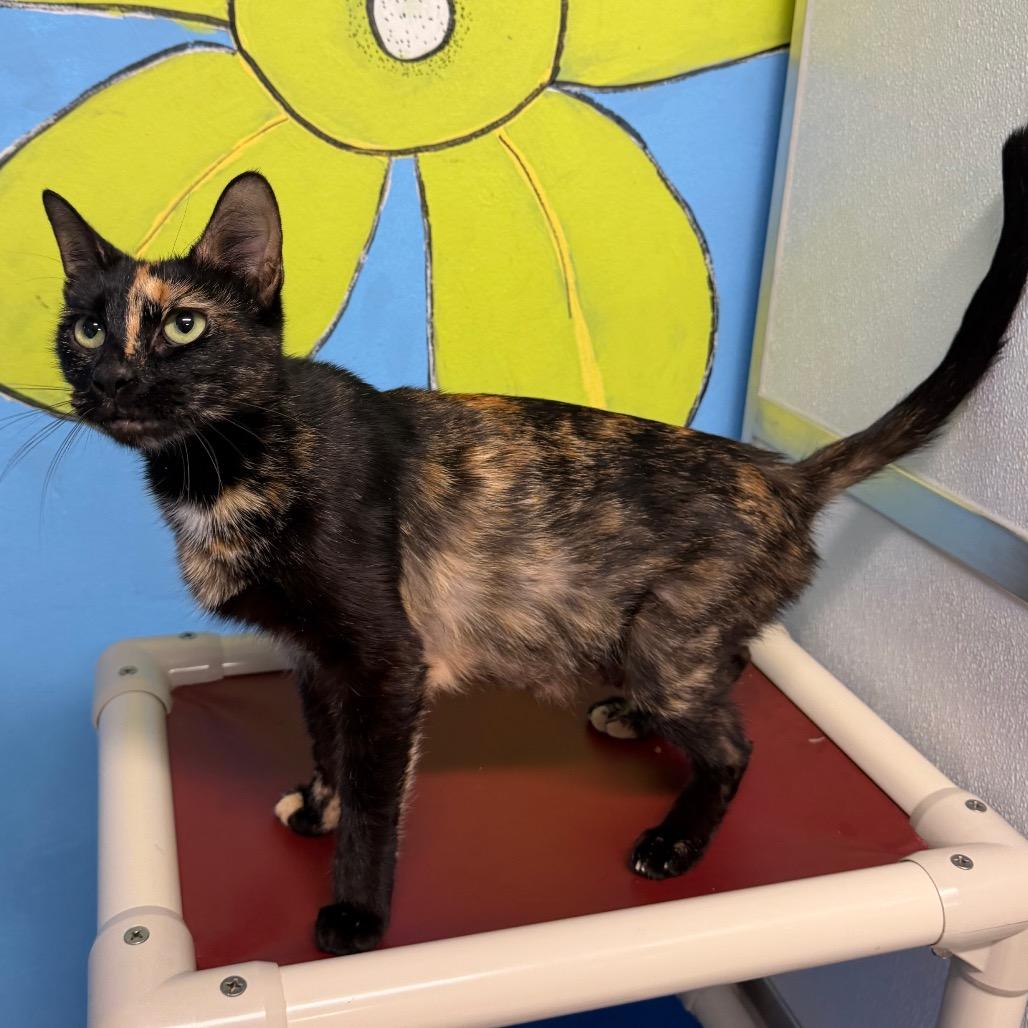 Enlarge Merry, a Adoptable mixed breed in Binghamton, NY image 4/4