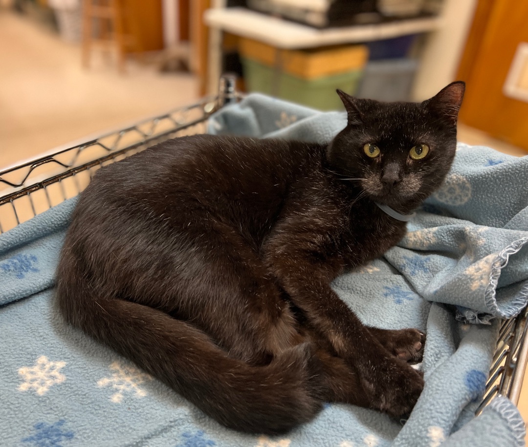 Triscuit, a Adoptable Domestic Short Hair in Palmyra, VA image 2/6