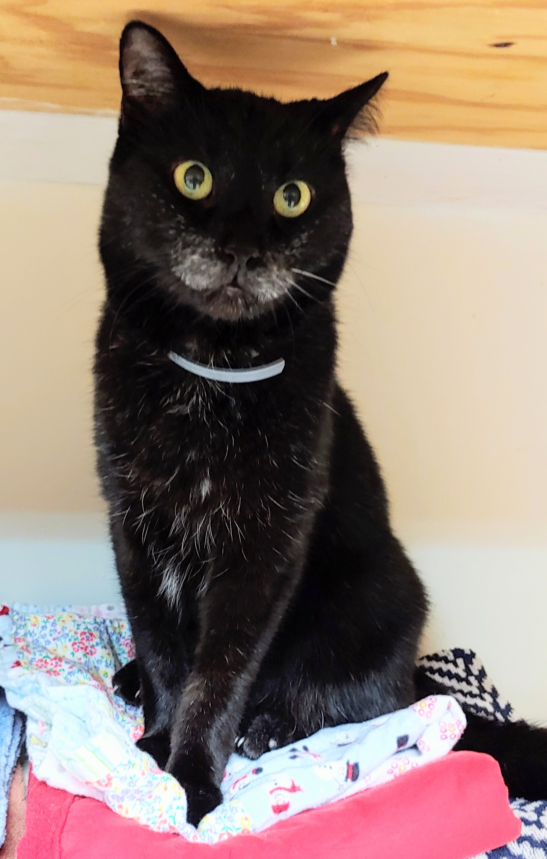 Triscuit, a Adoptable Domestic Short Hair in Palmyra, VA image 1/6