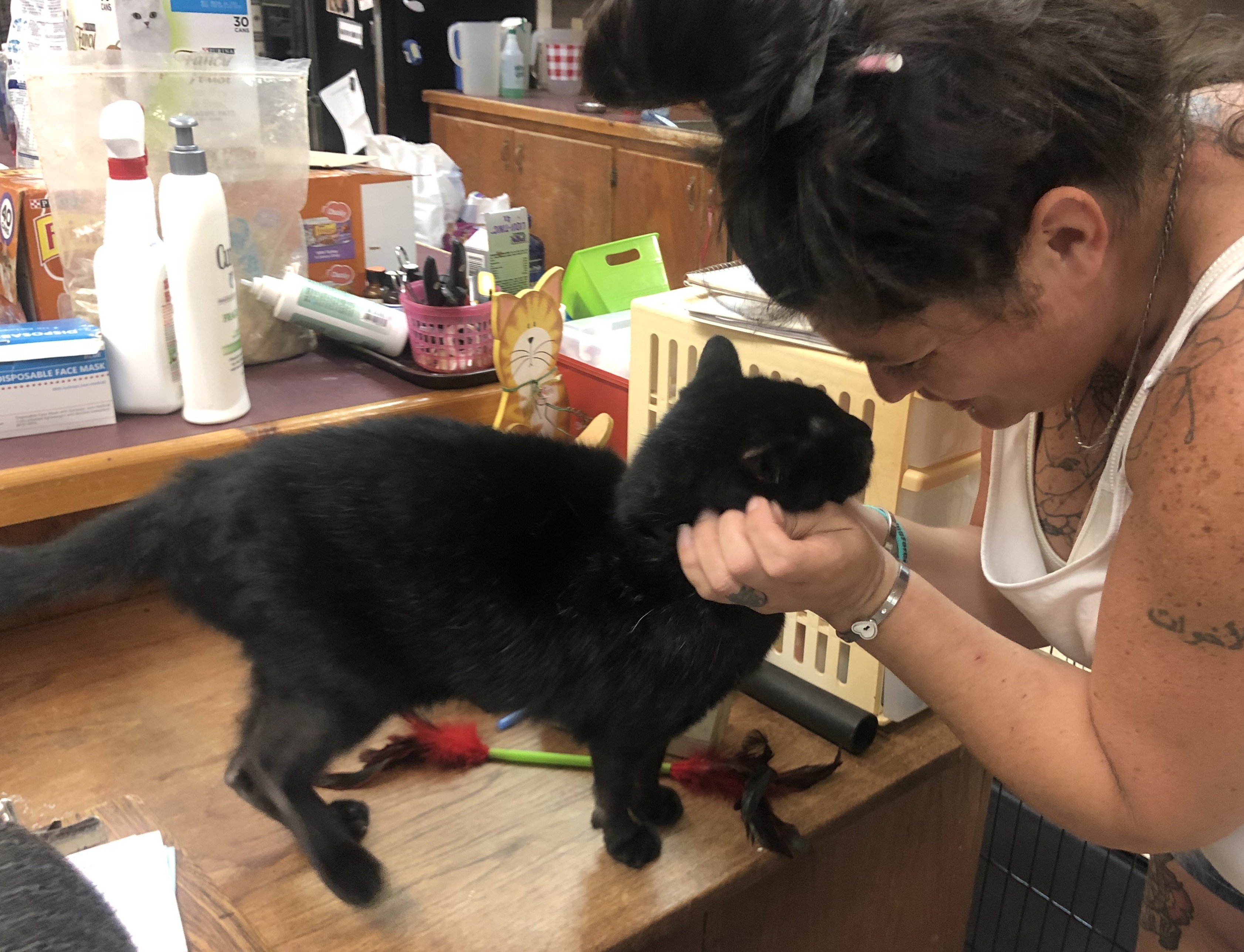 Triscuit, a Adoptable Domestic Short Hair in Palmyra, VA image 3/6