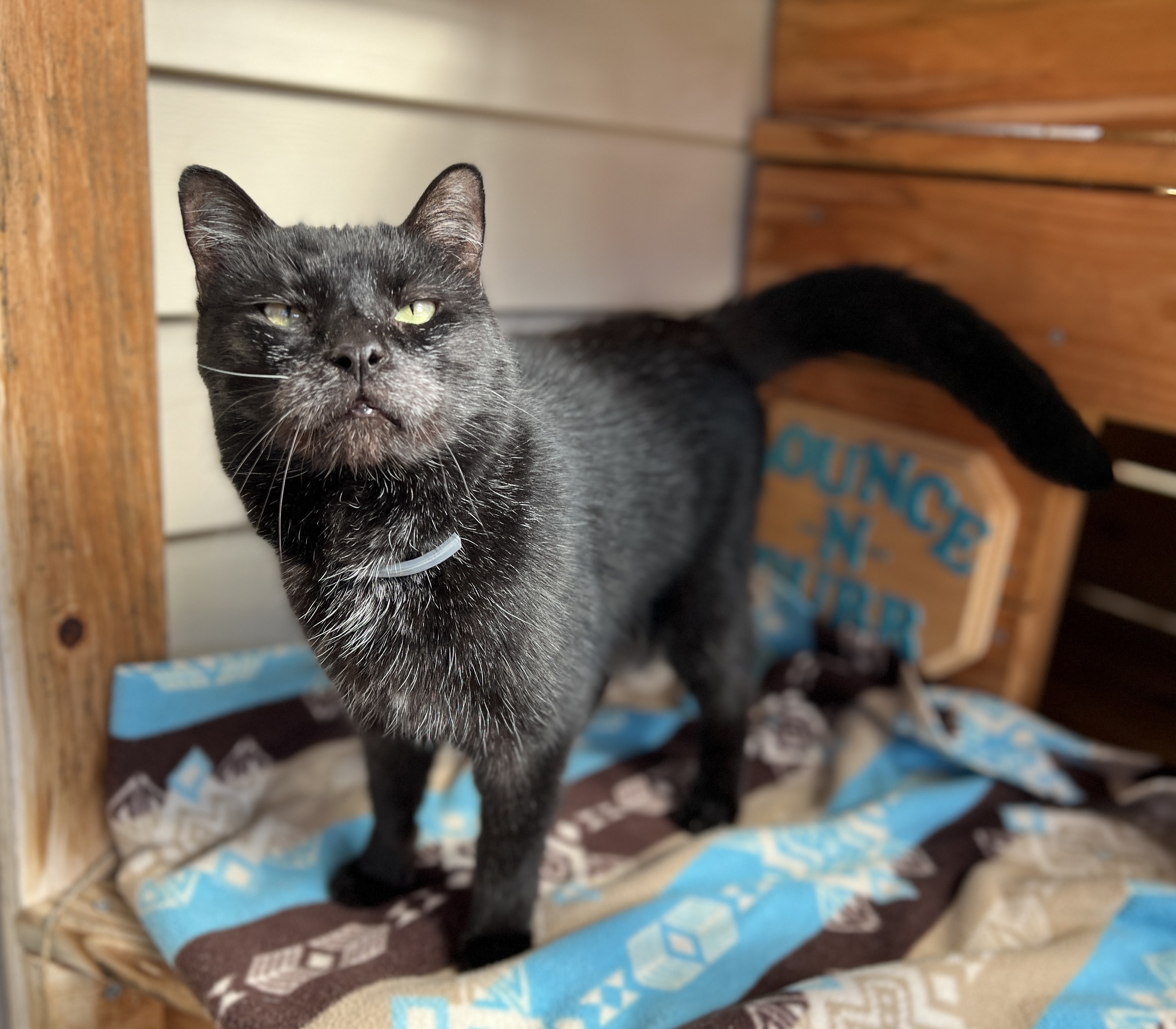 Triscuit, a Adoptable Domestic Short Hair in Palmyra, VA image 4/6