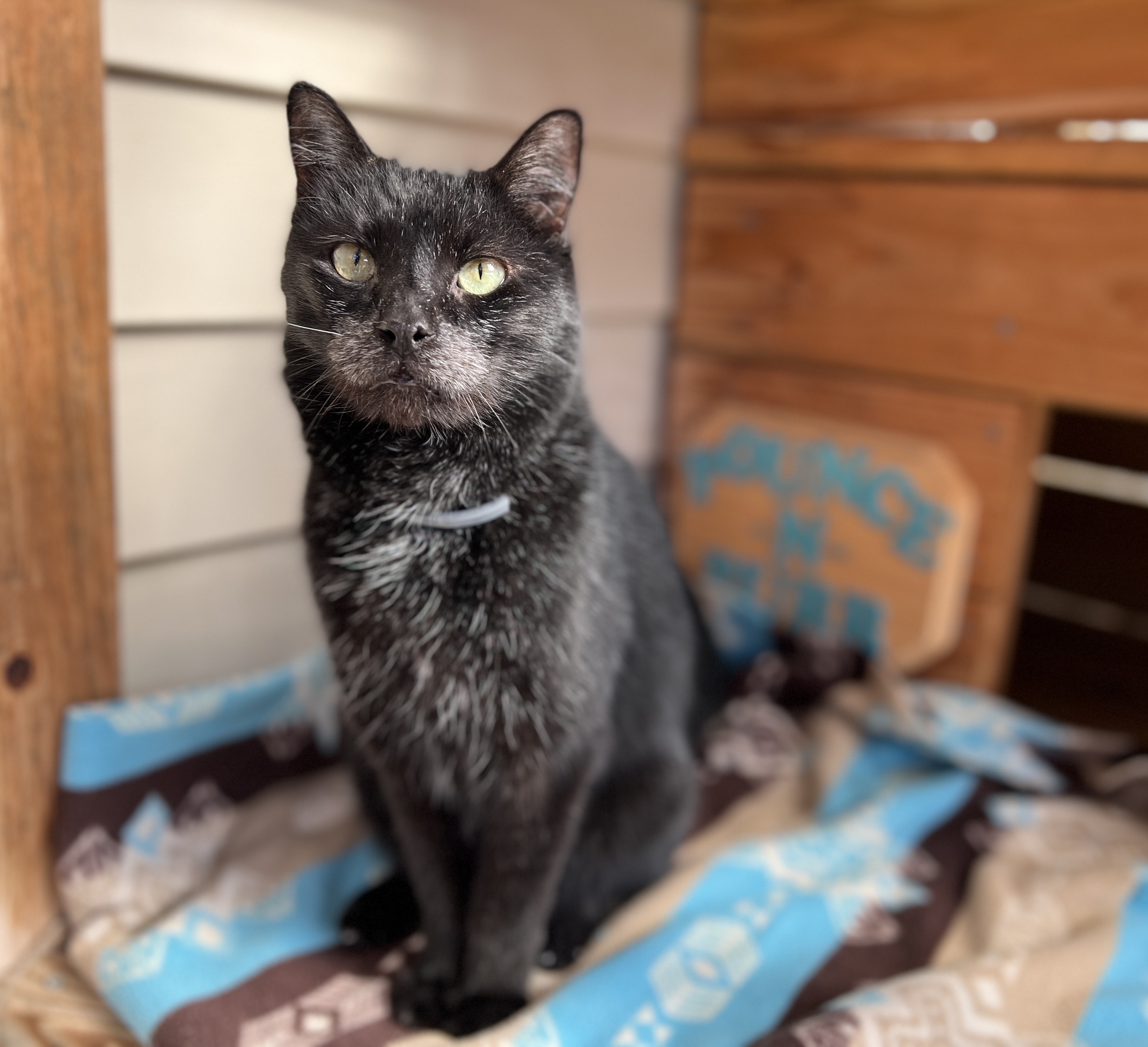 Triscuit, a Adoptable Domestic Short Hair in Palmyra, VA image 5/6