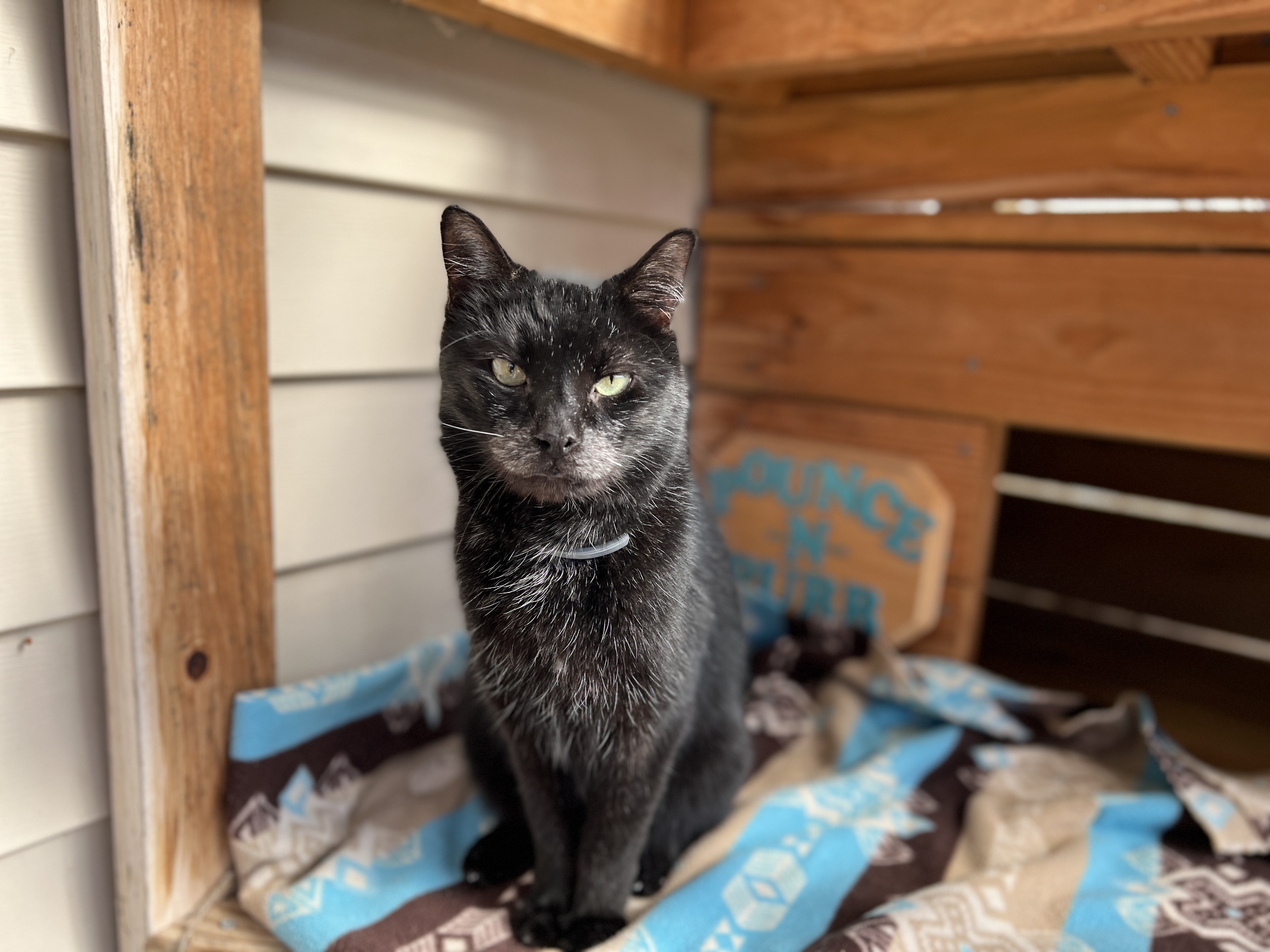 Triscuit, a Adoptable Domestic Short Hair in Palmyra, VA image 6/6