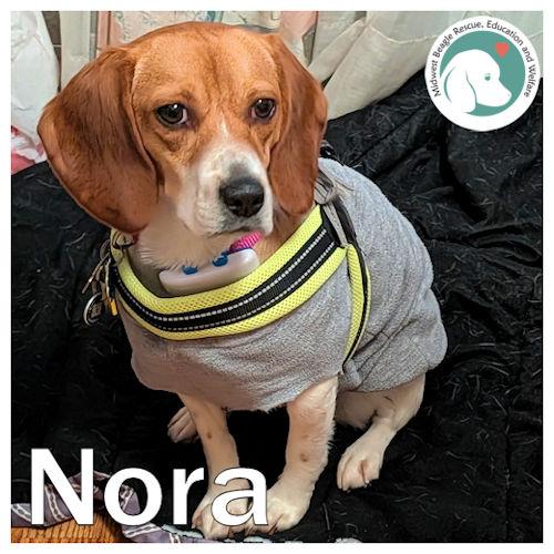 Enlarge Nora, a ADOPTABLE Beagle in Wadsworth, IL image 1/4