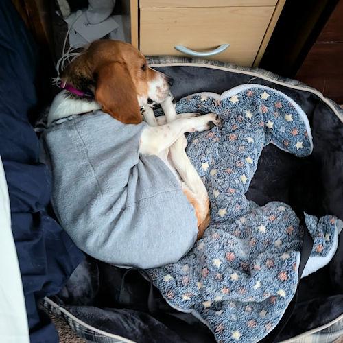 Enlarge Nora, a ADOPTABLE Beagle in Wadsworth, IL image 4/4