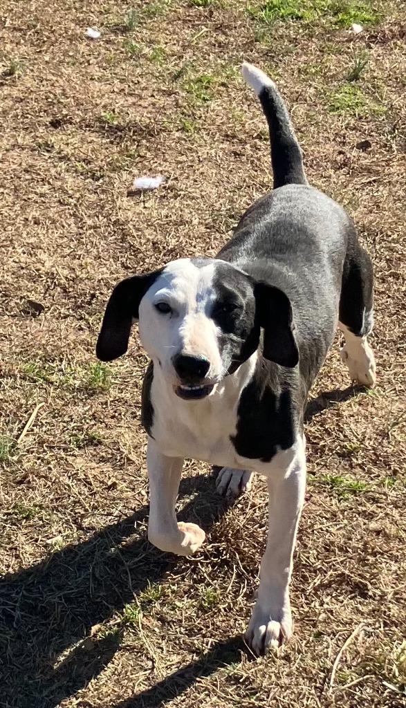 Terence, Adoptable, Young Male Mixed Breed.