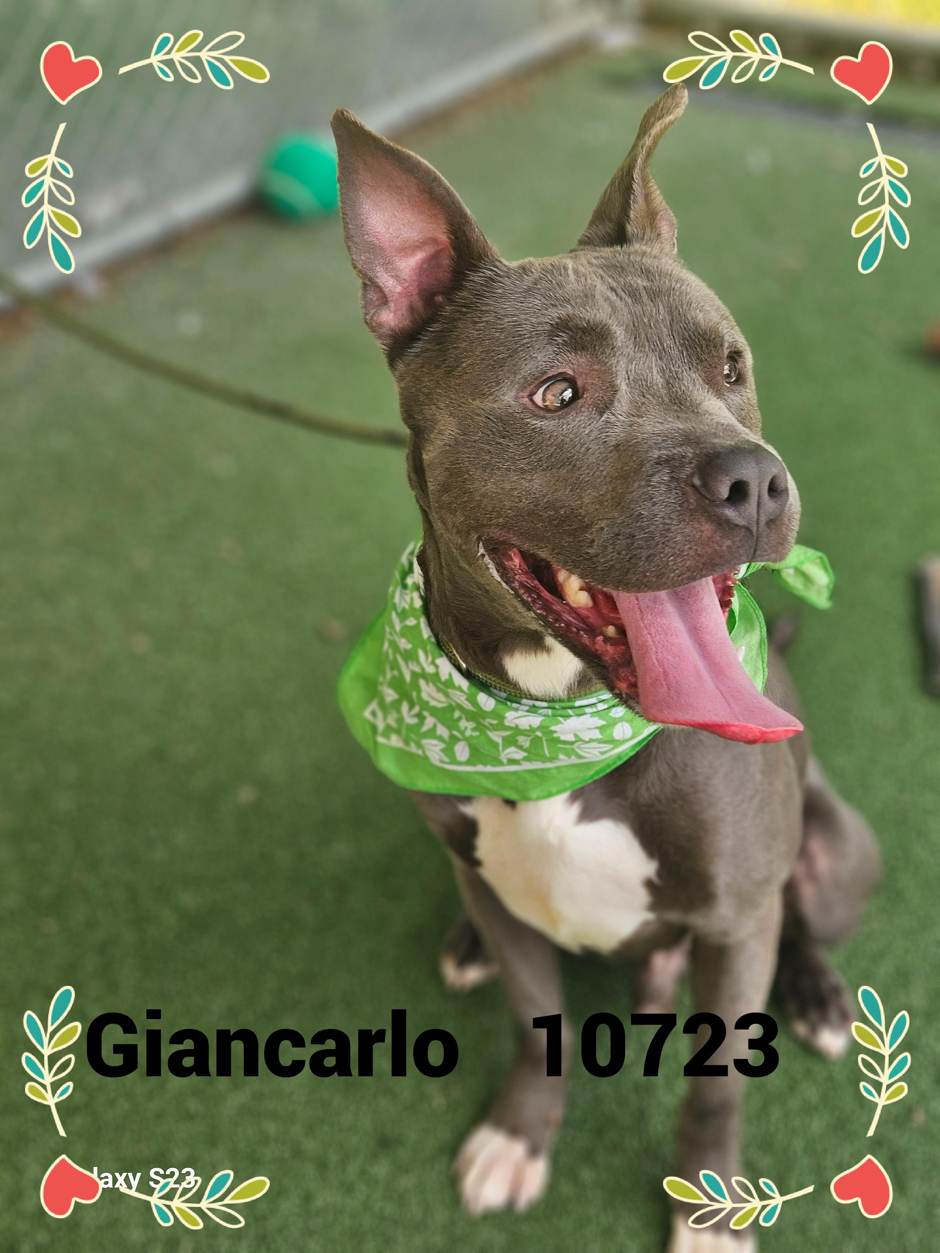 GIANCARLO