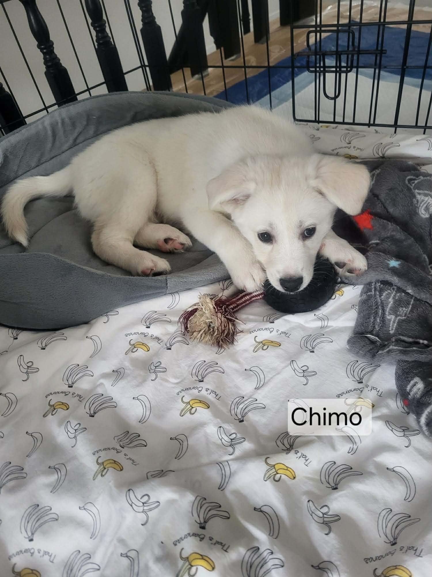 Chimo - Adopted | Petfinder