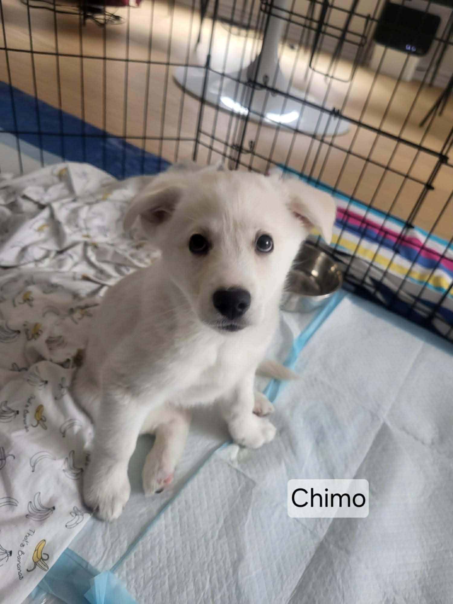 Chimo - Adopted | Petfinder
