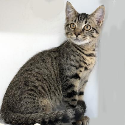 Freddy, Adoptable, Kitten Male Domestic Short Hair & Domestic Short Hair.