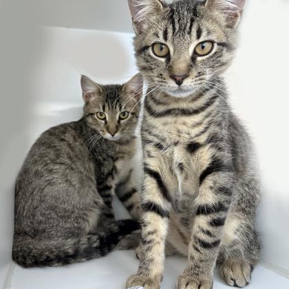 Freddy, a Adoptable Domestic Short Hair in Voorhees, NJ image 2/3