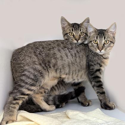 Freddy, a Adoptable Domestic Short Hair in Voorhees, NJ image 3/3