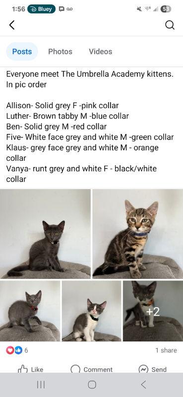 Allison, Adopted, Young Female Domestic Short Hair.