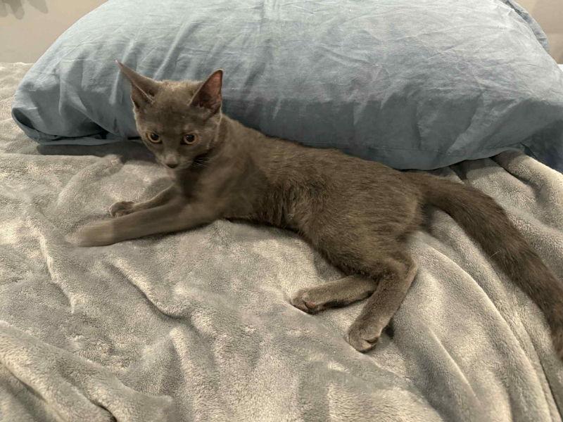 Enlarge Allison, a Adopted Domestic Short Hair in Delran, NJ image 2/3