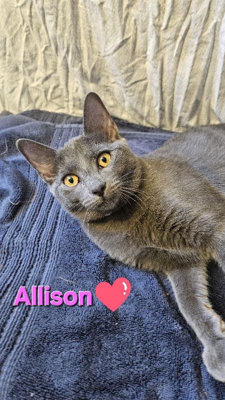 Enlarge Allison, a Adopted Domestic Short Hair in Delran, NJ image 3/3