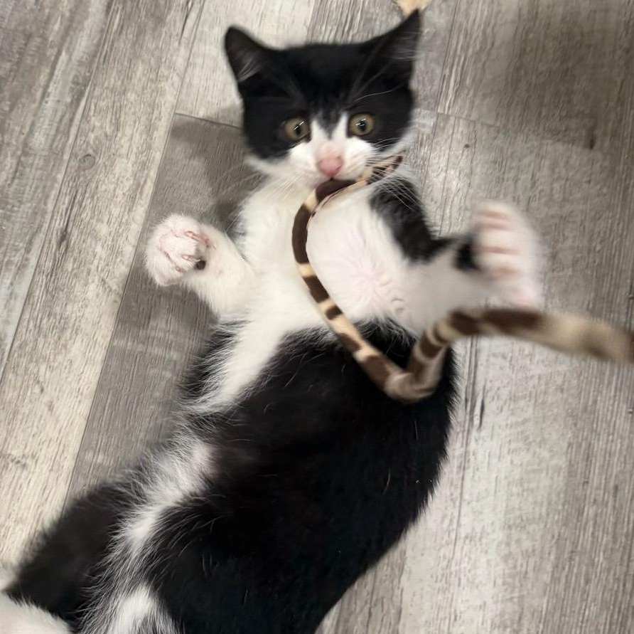 Aladdin & Jasmine, a ADOPTABLE Tuxedo in Closter, NJ image 4/5