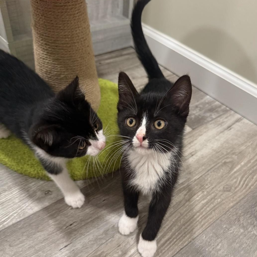 Aladdin & Jasmine, a ADOPTABLE Tuxedo in Closter, NJ image 2/5