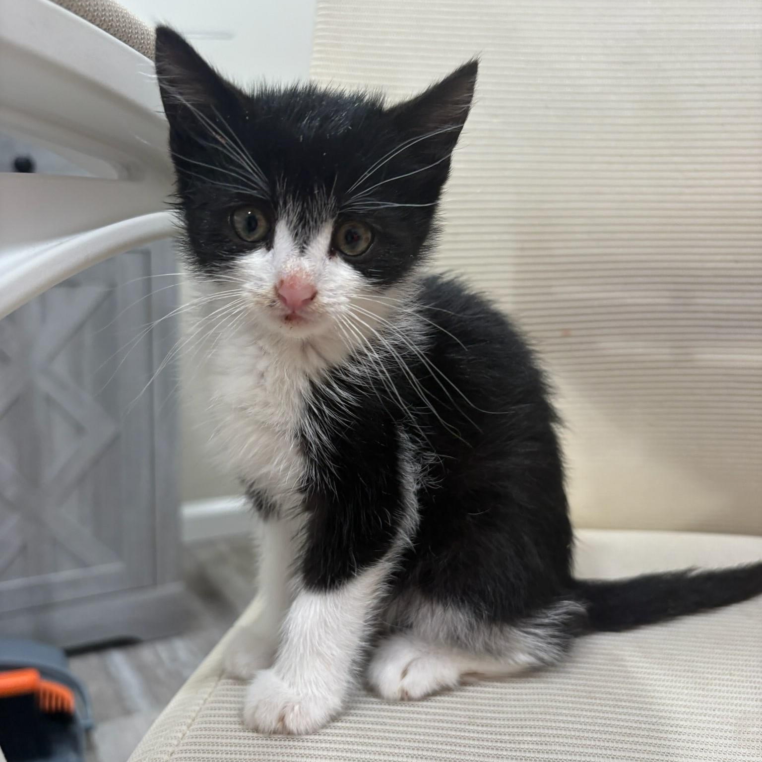 Aladdin & Jasmine, a ADOPTABLE Tuxedo in Closter, NJ image 3/5