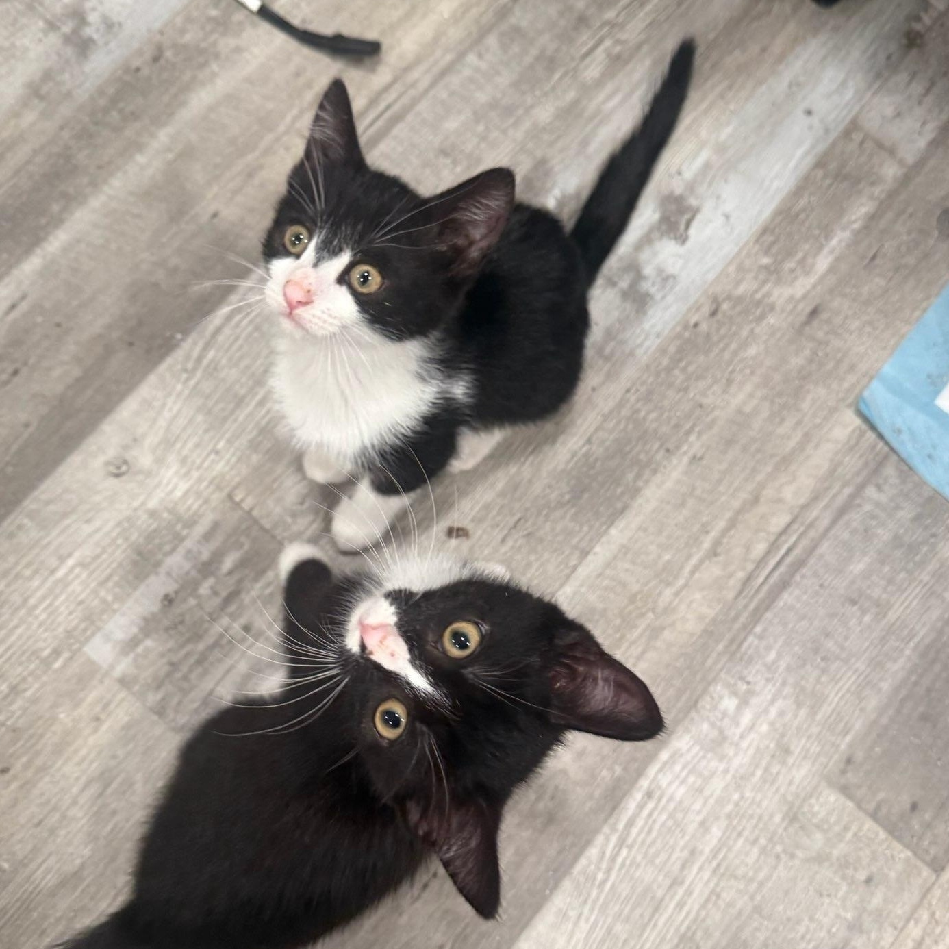 Aladdin & Jasmine, ADOPTABLE, Kitten Male Tuxedo.