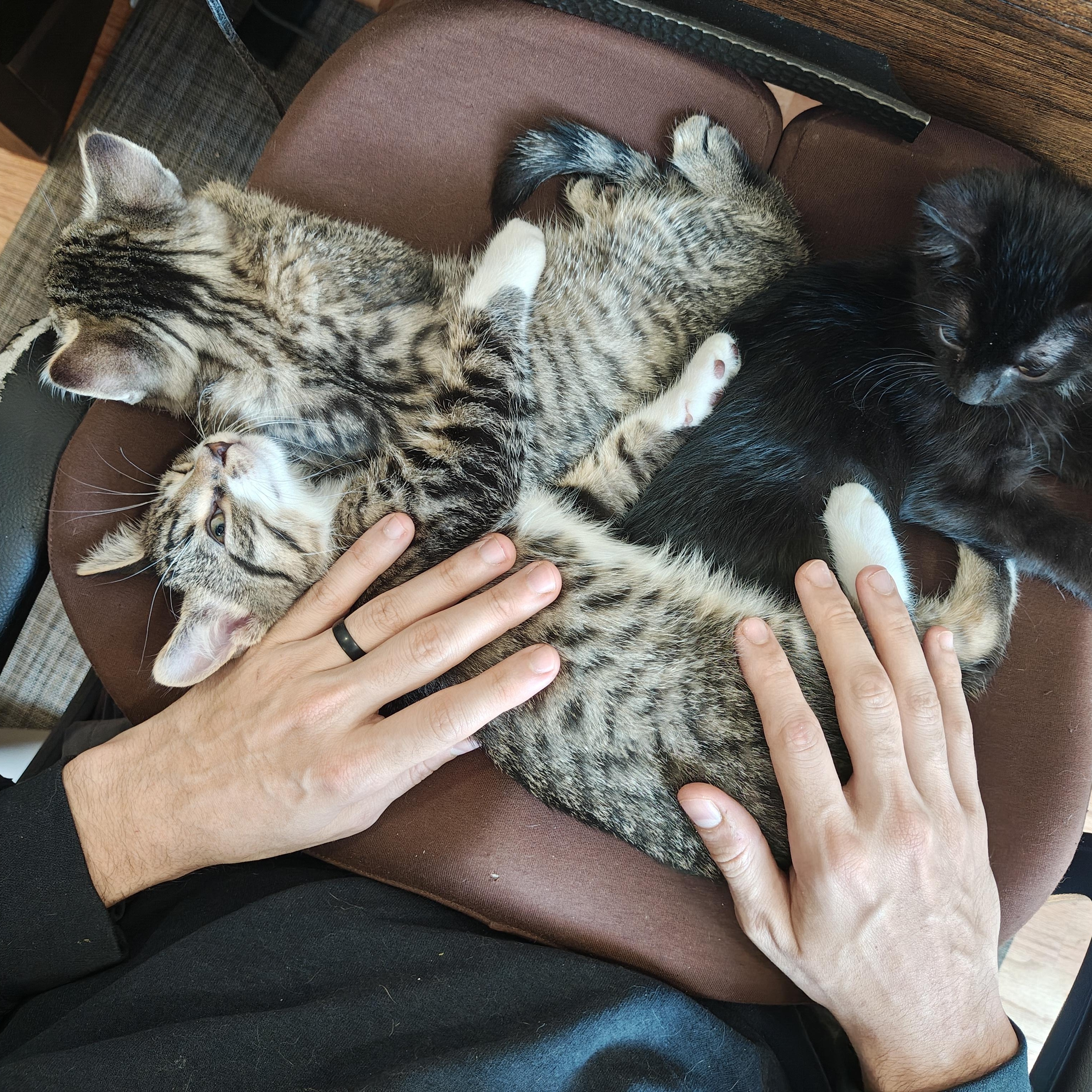 Enlarge Unpaid Parking Ticket, an adopted mixed breed in Richmond, VA image 3/3