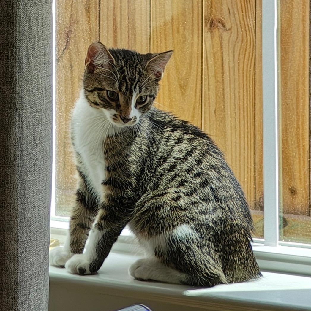 Unpaid Parking Ticket, adopted, Kitten Male American Bobtail & Domestic Short Hair.
