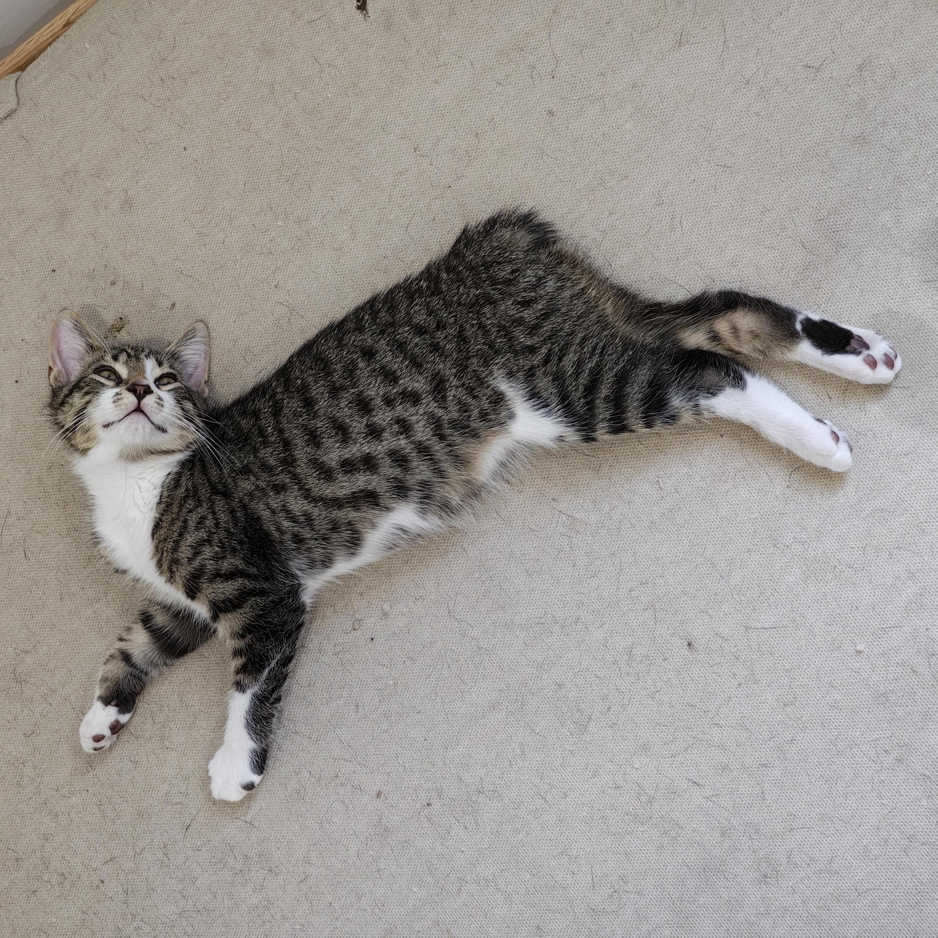 Enlarge Unpaid Parking Ticket, an adopted mixed breed in Richmond, VA image 2/3