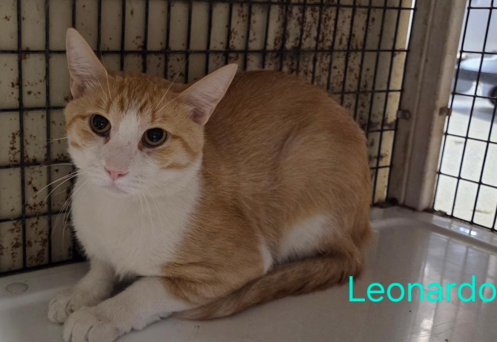 Leonardo, an adopted mixed breed in Las Cruces, NM image 2/2