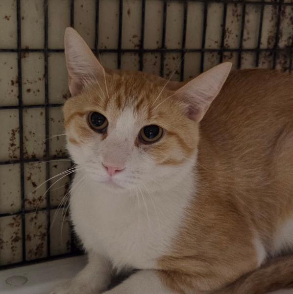 Leonardo, an adopted mixed breed in Las Cruces, NM image 1/2