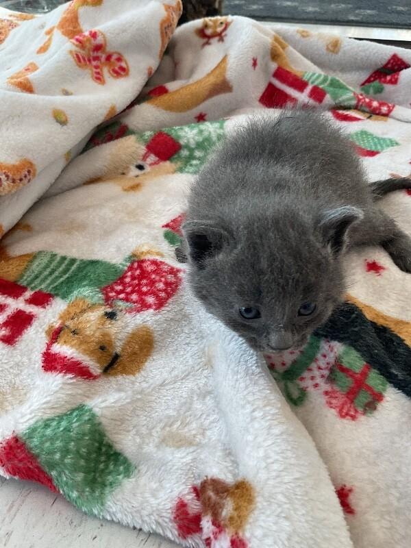 Enlarge Rusty, a Adoptable Domestic Short Hair in Hobbs, NM image 1/4