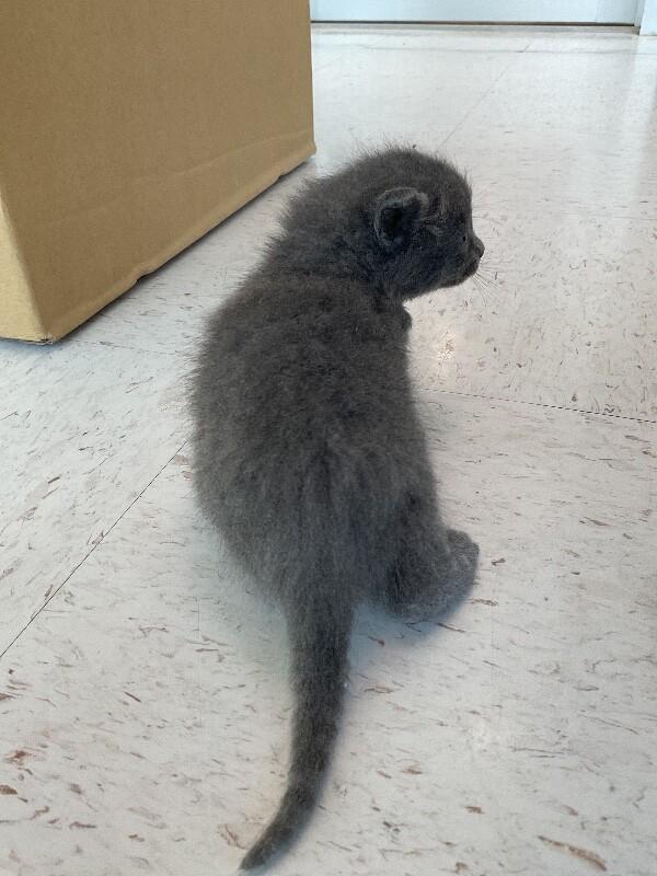 Enlarge Rusty, a Adoptable Domestic Short Hair in Hobbs, NM image 2/4