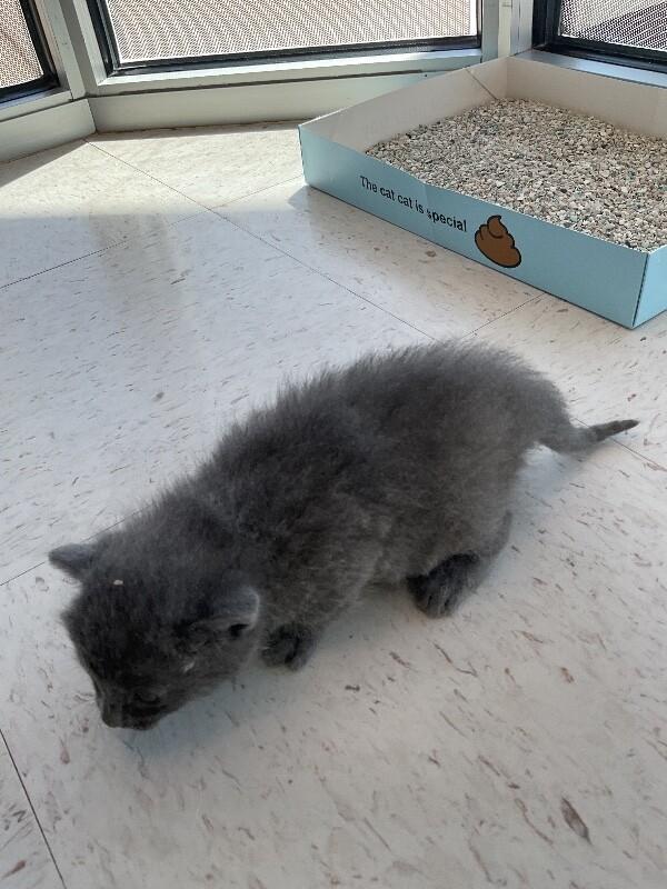 Enlarge Rusty, a Adoptable Domestic Short Hair in Hobbs, NM image 3/4
