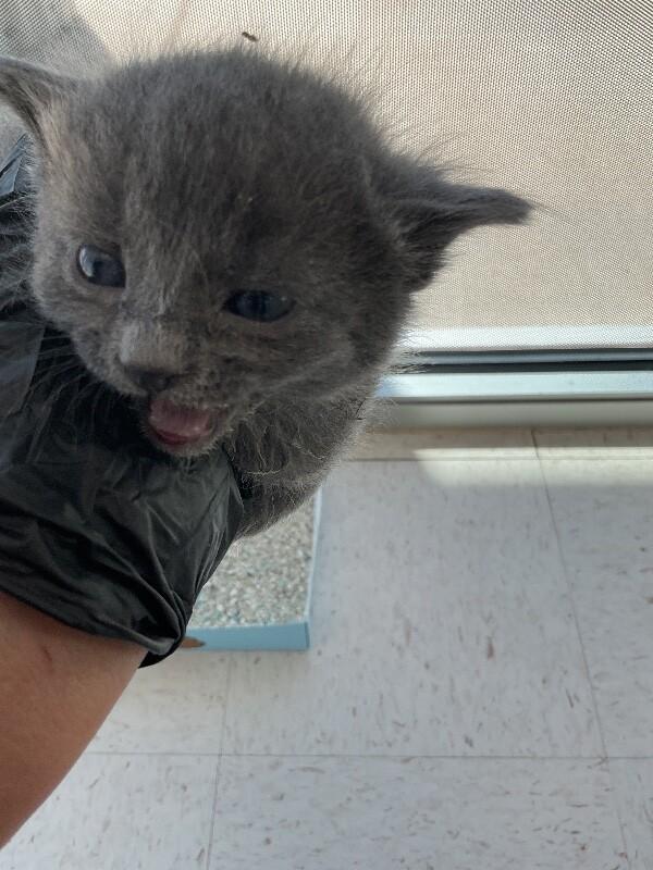 Enlarge Rusty, a Adoptable Domestic Short Hair in Hobbs, NM image 4/4