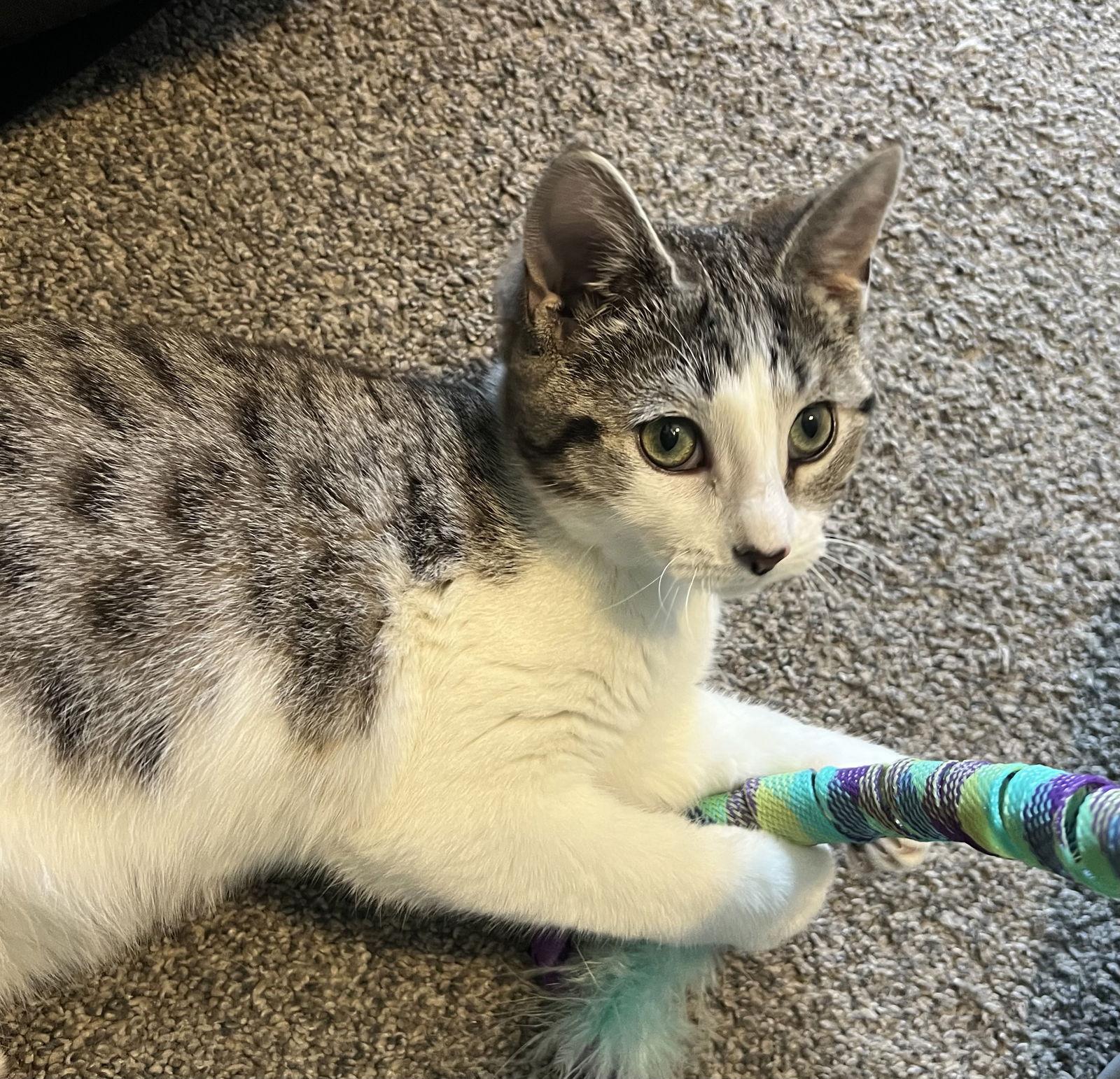 Coco, Adopted, Kitten Female Domestic Short Hair.