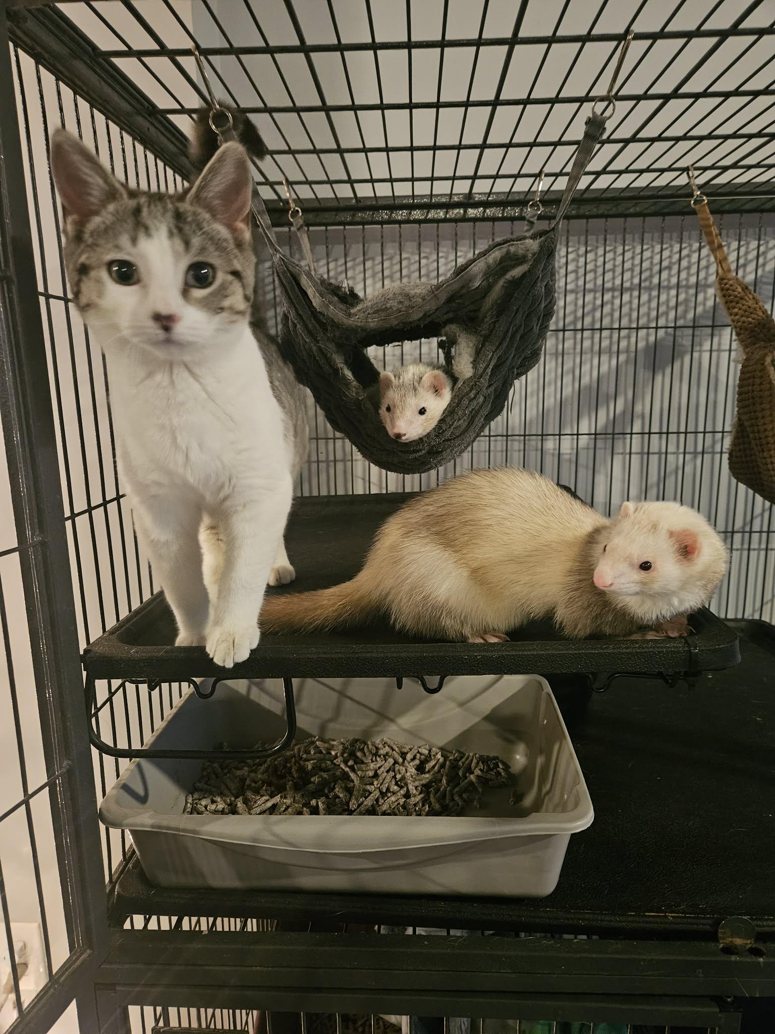 Enlarge Coco, a Adopted Domestic Short Hair in Crystal, MN image 2/3