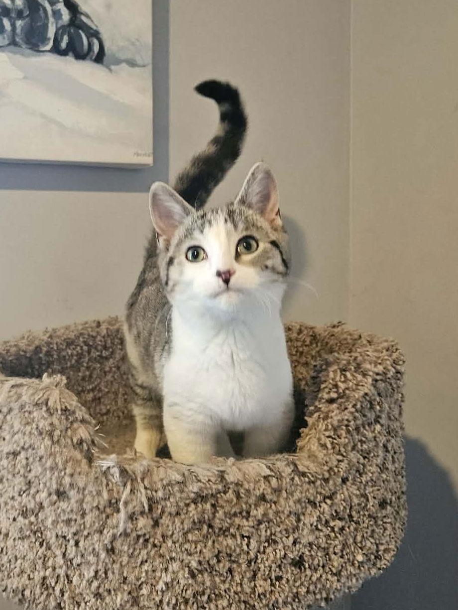 Enlarge Coco, a Adopted Domestic Short Hair in Crystal, MN image 3/3