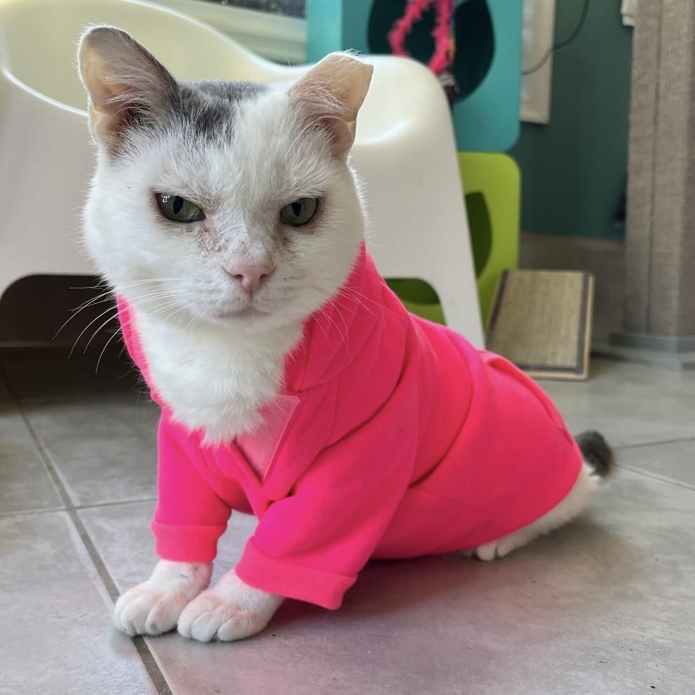 Enlarge Crunchy Pete, a Adoptable Domestic Short Hair in Fairfax Station, VA image 1/2